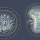 Illustration for article titled Answer Key: Metal Band or Microbe?